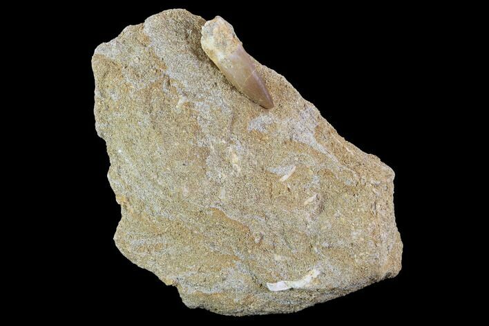 Fossil Plesiosaur (Zarafasaura) Tooth On Rock - Morocco #95111